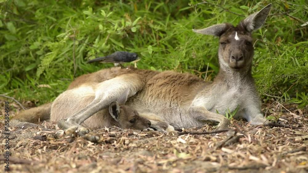 gähnendes Känguru mit Jungtier im Beutel und hüpfender Fächerschwanz Vogel fängt Fliegen auf dem Rücken des Kängurus, Nähe Perth, Westaustralien, Australien, Down Under, Video gähnendes Känguru mit Jungtier im Beutel und hüpfender Fächerschwanz Vogel fängt Fliegen auf dem Rücken des Kängurus, Nähe Perth, Westaustralien, Australien, Down Under, Video