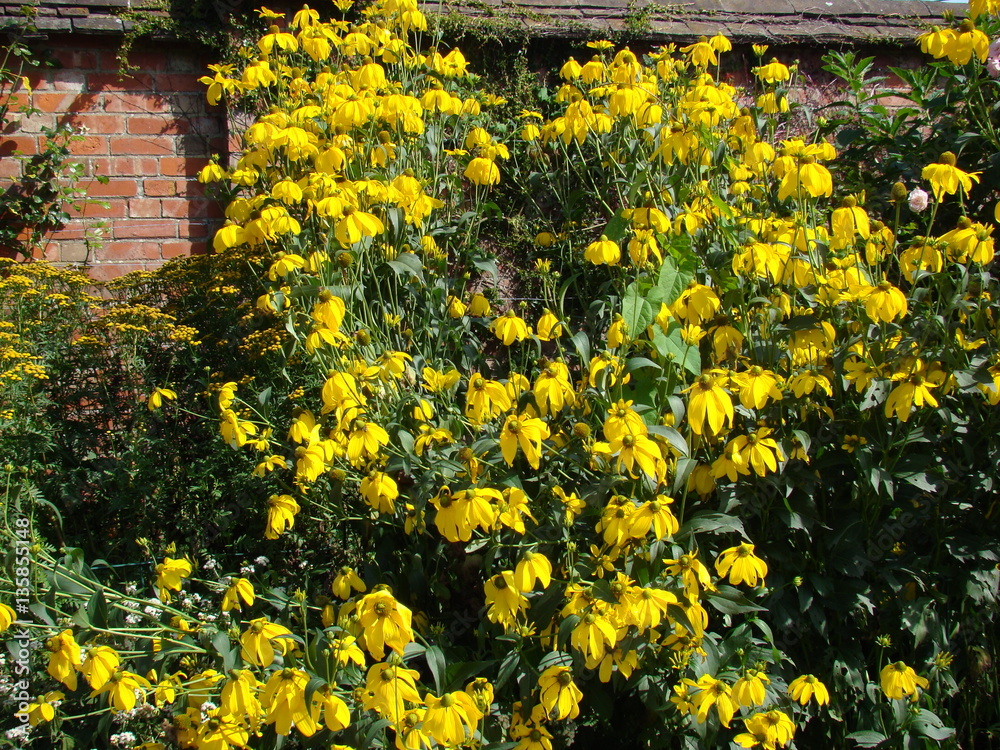 Obraz premium Plant Flower Garden Nature