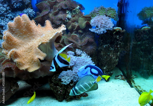 Colorful tropical fish with corals in the aquarium