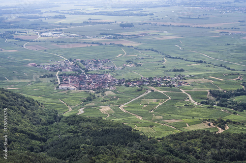 Vineyards of Alsace, France.
