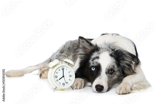 Fototapeta Naklejka Na Ścianę i Meble -  Hund morgens um acht