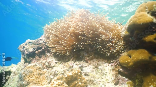 Wallpaper Mural Clown Anemonefish, in their Sea Anemone. Amphiprion percula.Underwater coral garden with anemone and a pair of yellow clownfish. Clown Anemonefish, swimming among the tentacles of its anemone home Torontodigital.ca
