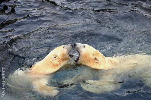 Two polar bears fighting in the water
