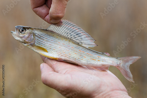 Fisherman holding a fish caught grayling photo