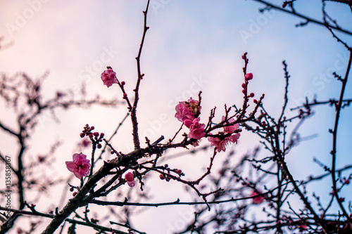 Photography Winter blossoms