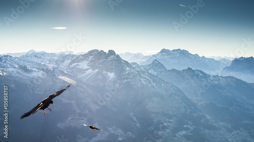 choughs above the alps