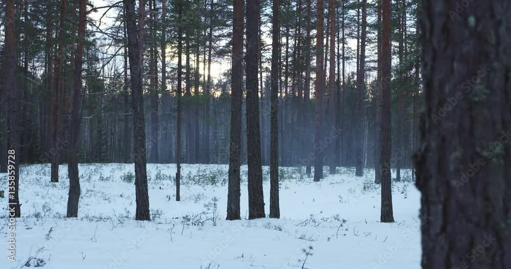 cold winter evening in pine forest with smoke dolly movement slow motion, 4k 60fps prores footage cold winter evening in pine forest with smoke dolly movement slow motion, 4k 60fps prores footage