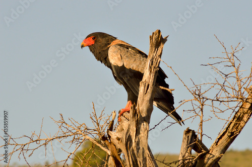 Eagle fasciated on a dead tree photo