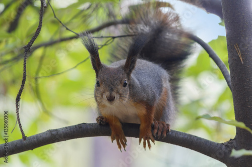 Curious squirrel sitting on a branch. Animals