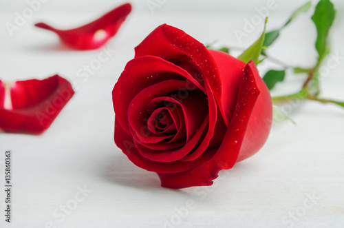 Red rose flower with rose petals on white wooden background