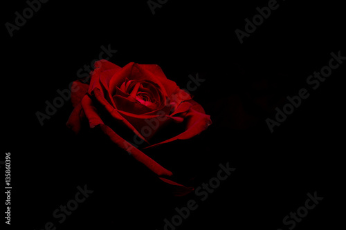 Red rose on black background photo