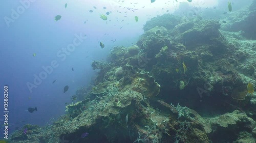 Wallpaper Mural Fish and coral reef. Tropical fish on a coral reef. Wonderful and beautiful underwater world with corals and tropical fish. Hard and soft corals. Diving and snorkeling in the tropical sea. Travel Torontodigital.ca