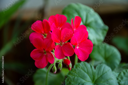 Fototapeta Naklejka Na Ścianę i Meble -  inflorescence geranium flowers