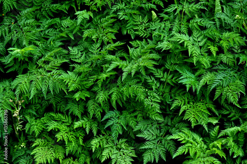 Green background and texture with green leaves carrot