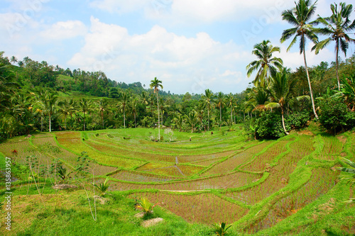 View of rice fields on the Indonesian island Bali