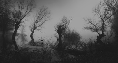 Spooky dark landscape showing silhouettes of trees in the swamp