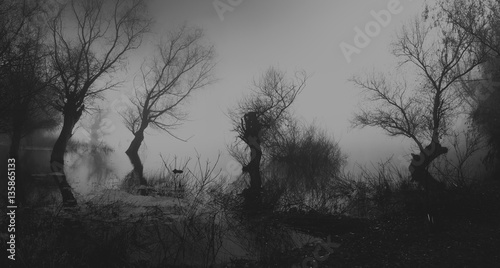 Spooky dark landscape showing silhouettes of trees in the swamp