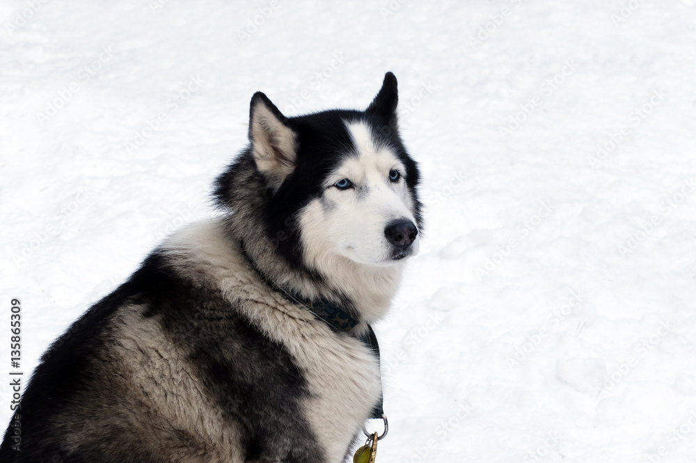 Grey husky with blue eyes. Siberian sled dogs Haskies driven sleigh people in the North. Animals active dog sports at work in the winter. 