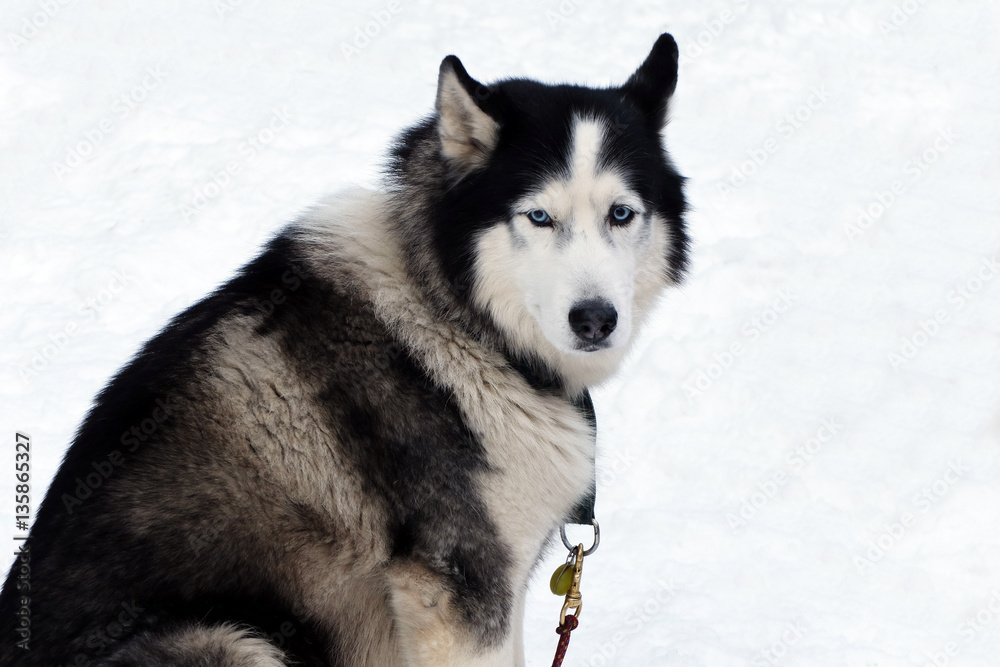 Look grey Husky with blue eyes. Siberian sled dogs Haskies driven sleigh people in the North. Animals active dog sports at work in the winter. Look grey Husky with blue eyes. Siberian sled dogs Haskies driven sleigh people in the North. Animals active dog sports at work in the winter.