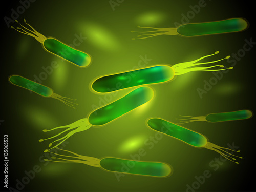 Helicobacter pylori bacteria. Vector.