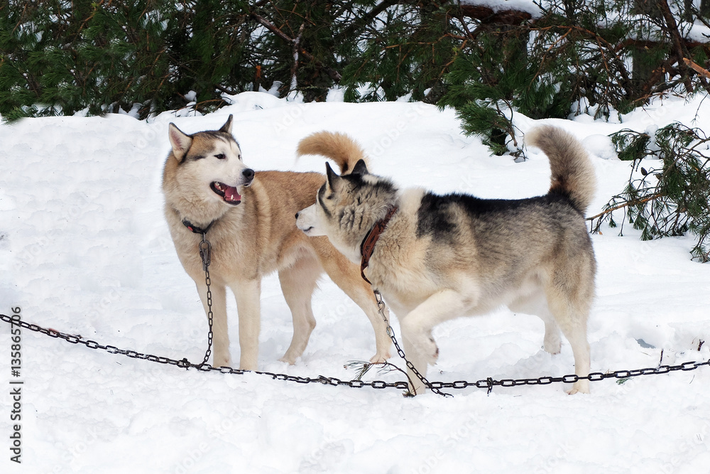 Naklejka premium Working Husky sled tied on a chain harness. Siberian dogs driven sleigh people in the North. Animals active dog sports at work in the winter.