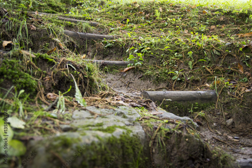 Percorso paesaggistico nel bosco Percorso paesaggistico nel bosco