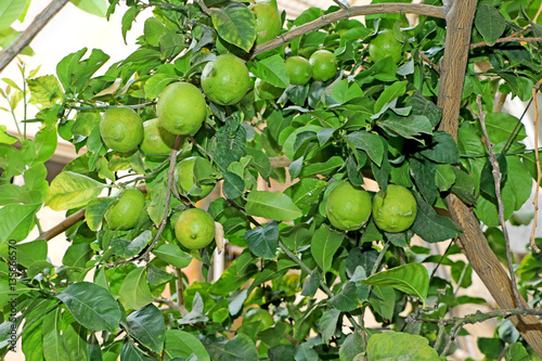 Green lemons on the tree, the fruit lemons