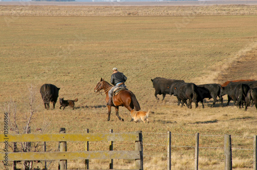 Ganado Angus, pampa húmeda, Argentina photo
