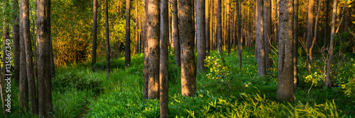 Summer Panorama of pine trees in Island Park Idaho photo