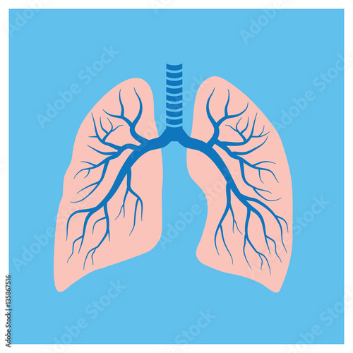 Human lungs illustration on blue background