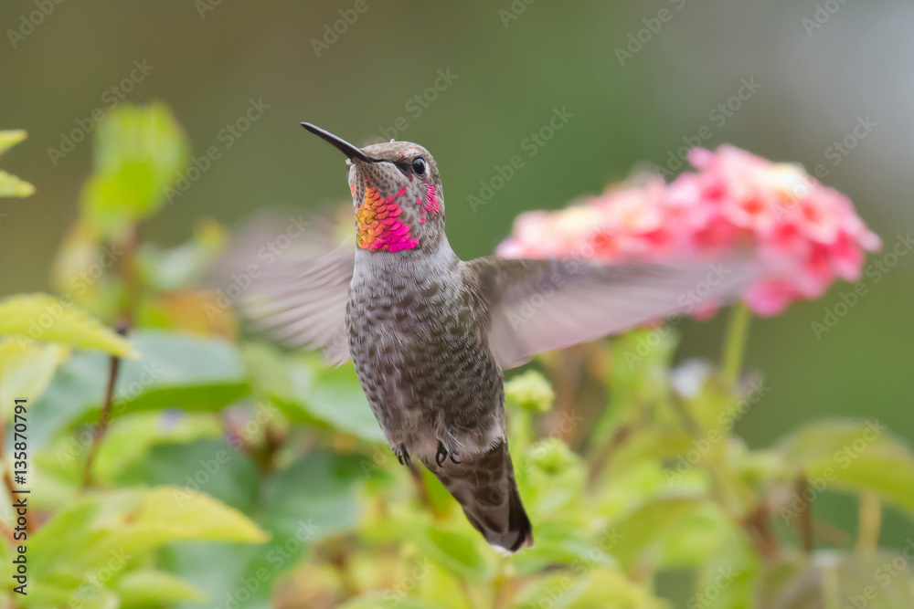 Obraz premium Hummingbird With Raindrop