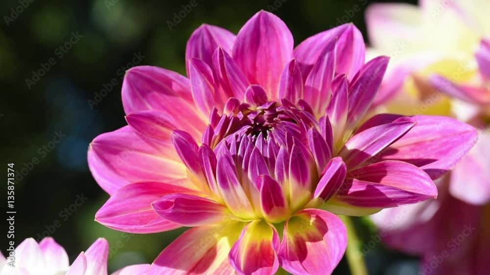 Dahlia Dahlia