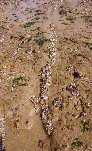 Anthopleura elegantissima, also known as the aggregating anemone photo