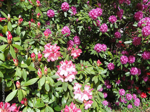 Rhododendrons in full bloom, in springSeattle,Washington photo