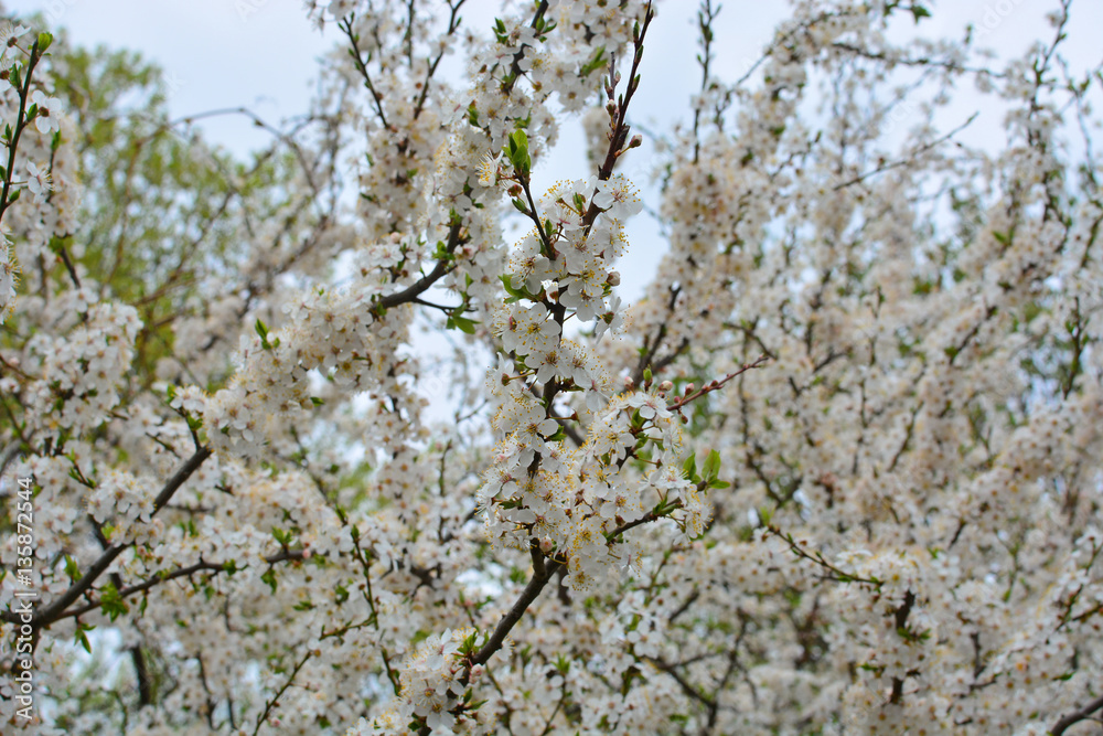 Cherry tree blooms in background of green branches, early spring white flowers Cherry tree blooms in background of green branches, early spring white flowers