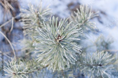 Frosted pine branch, close-up. View from above.
