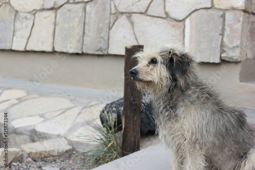 dogui03