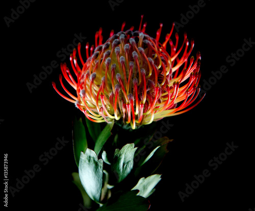 Flaming flowers and Burning Blooms photo