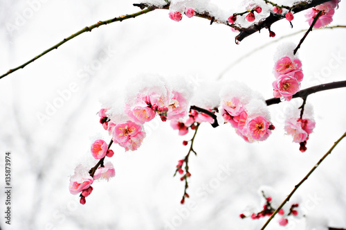 Pink Plum Flower under Snow