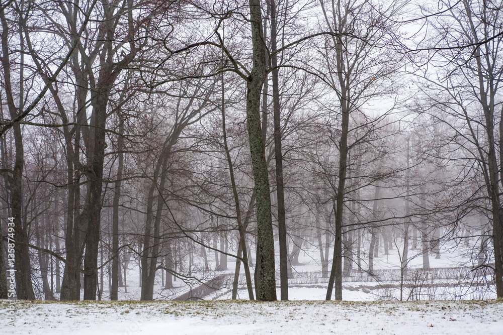 Trees in the garden. Snow in winter. Trees in the garden. Snow in winter.
