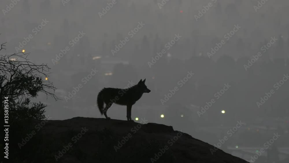 Howling coyote silhouetted in predawn light above the San Fernando Valley area of Los Angeles.