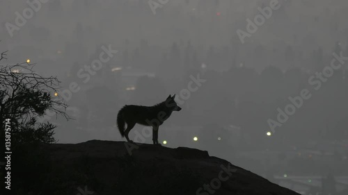 Howling coyote silhouetted in predawn light above the San Fernando Valley area of Los Angeles. photo