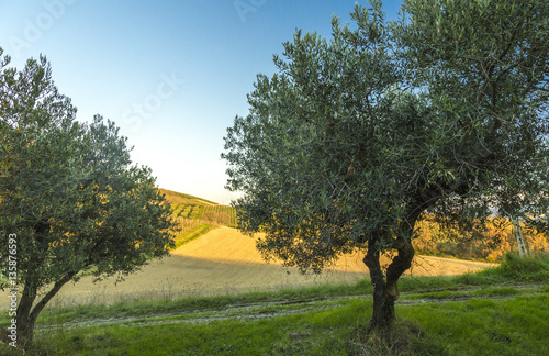 Mediterranean olive field with old olive tree in Monteprandone (Marche) Italy. photo