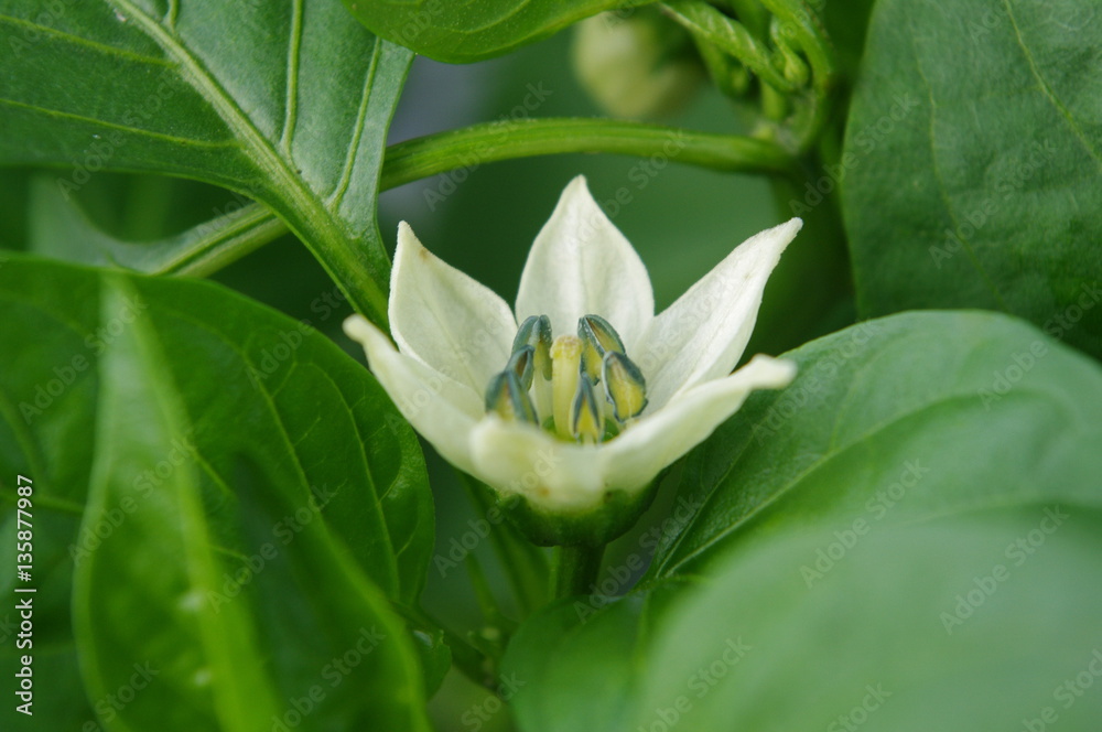 Obraz premium ピーマンの花