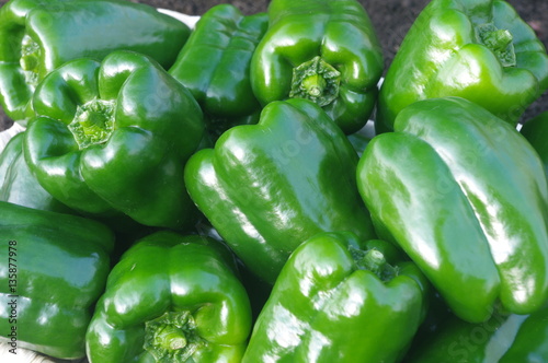 収穫直後の新鮮なピーマン