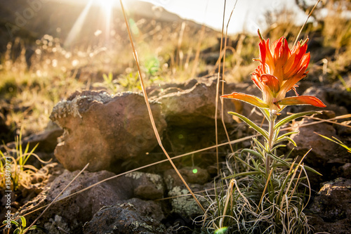 Indian Paintbrush flower
