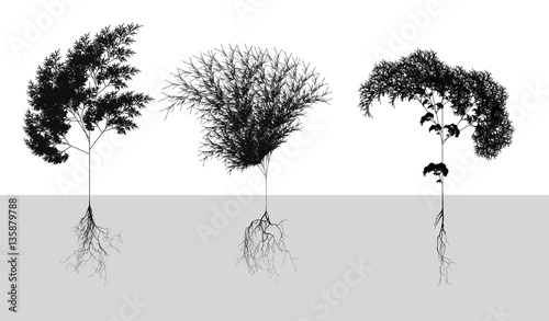 Black naturalistic cereals with root system - vector illustration