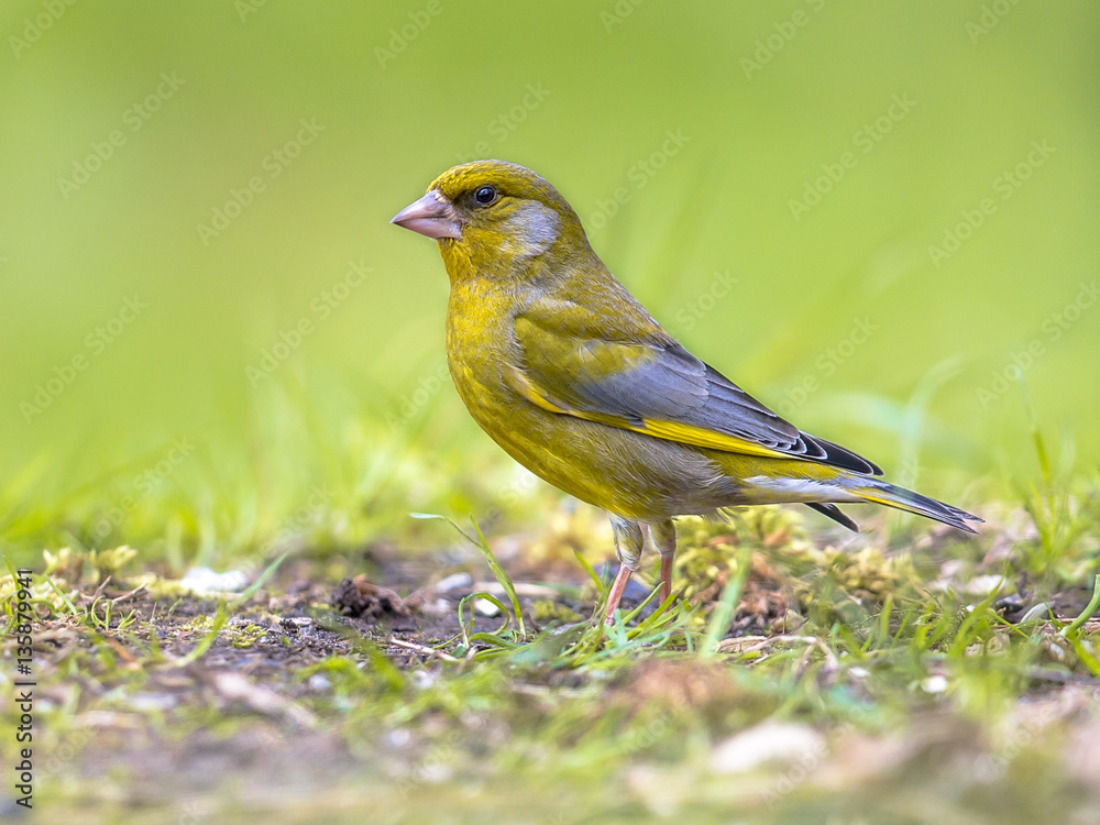 Fototapeta premium European greenfinch in backyard with green background