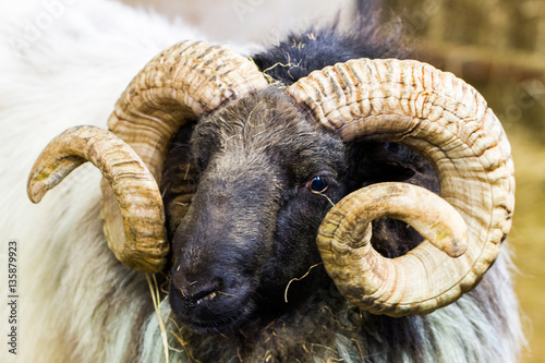 Fotografia Outdoors view of Ireland contryside with Mayo blackface rams, County Mayo, Irela
