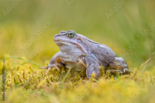 Blue Moor frog on bright background